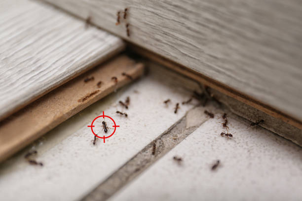 Best Commercial Pest Control Services  in Louisa, KY