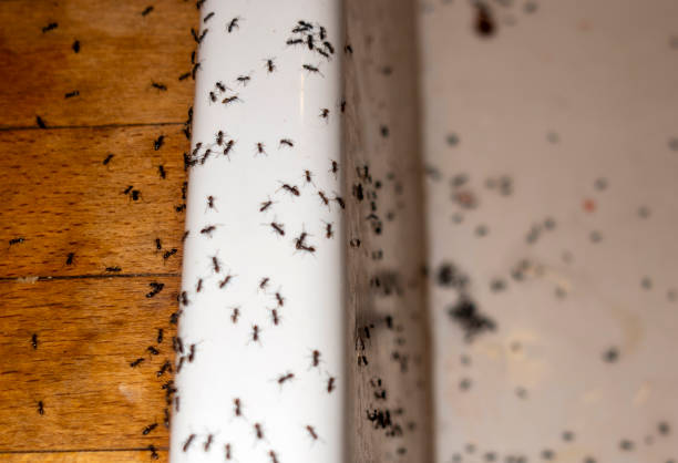 Best Mosquito Control Services  in Louisa, KY