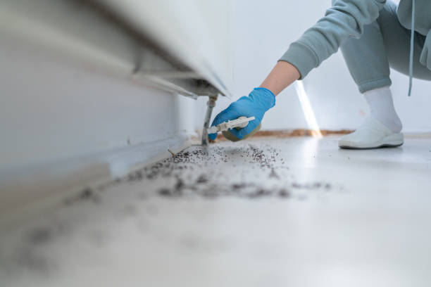 Best Affordable Pest Control Services  in Louisa, KY